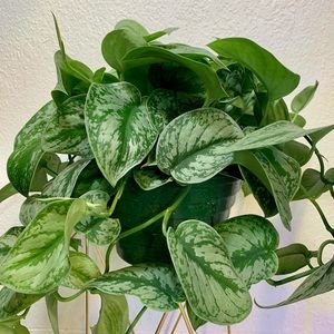2 for $5 Scindapsus Pictus Exotica Silver Satin Pothos Cuttings